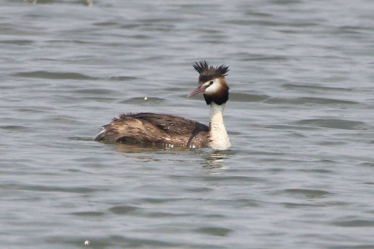 Great Crested Grebe - ML198836281