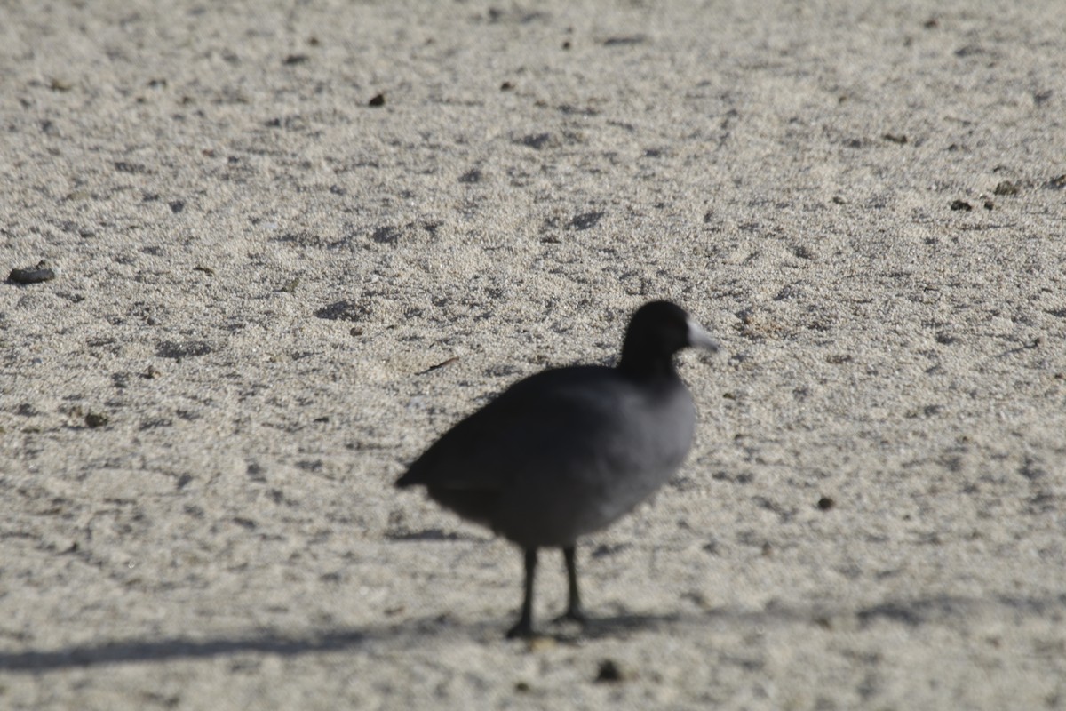 American Coot (Red-shielded) - ML198837071