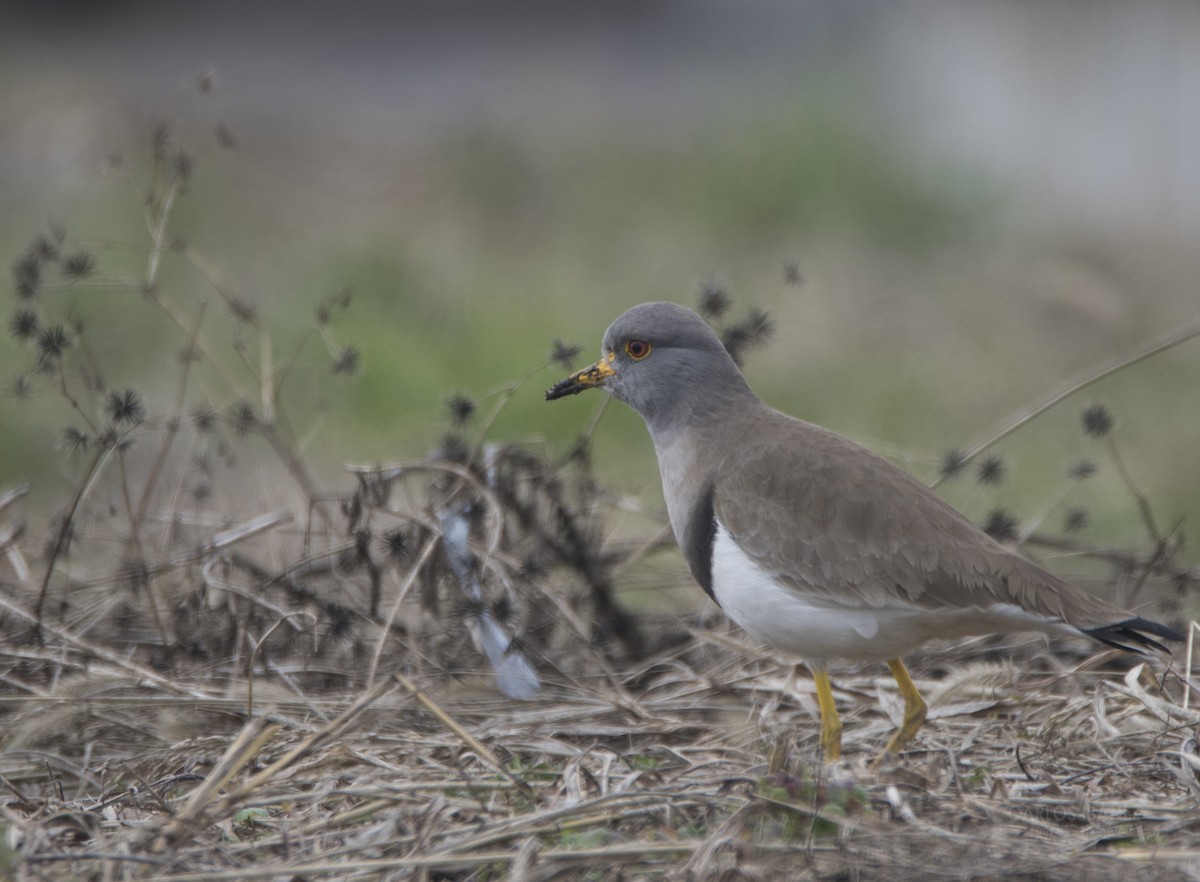 Саарал хавтгаалж - ML198837151