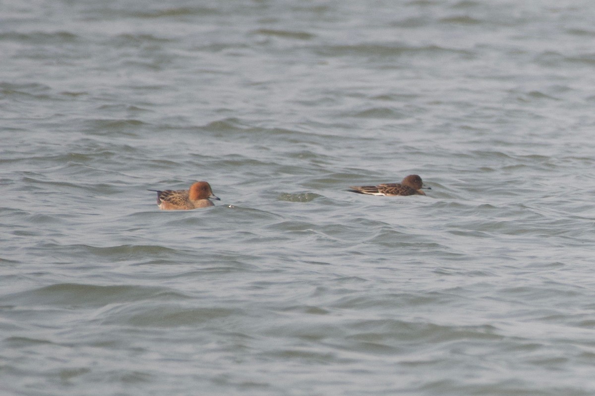 Eurasian Wigeon - ML198838091