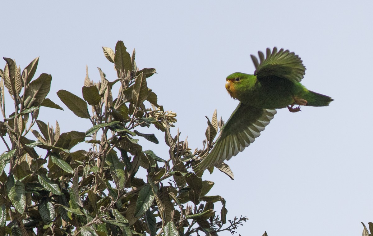 Rufous-fronted Parakeet - Joachim Bertrands | Ornis Birding Expeditions