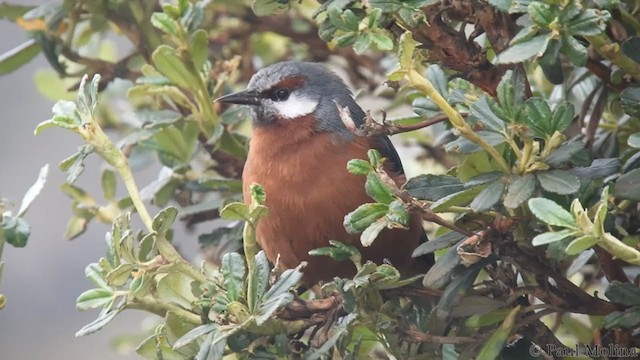 Giant Conebill - ML198838911