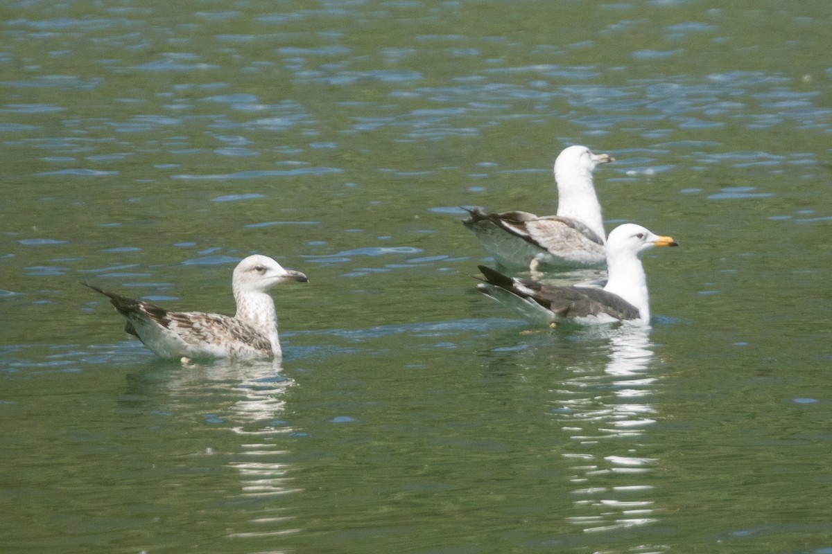 Gaviota/Gavión sp. - ML198839051