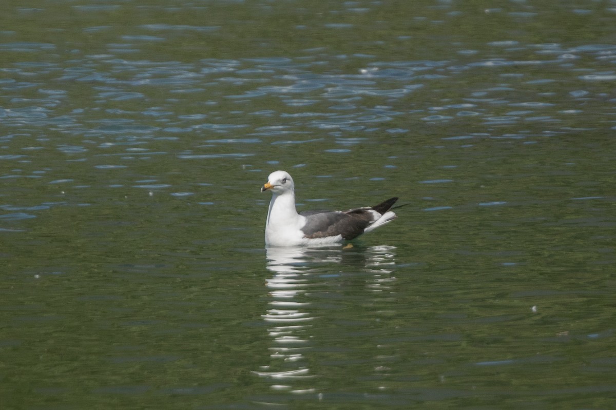 tanımsız Larinae sp. - ML198839141