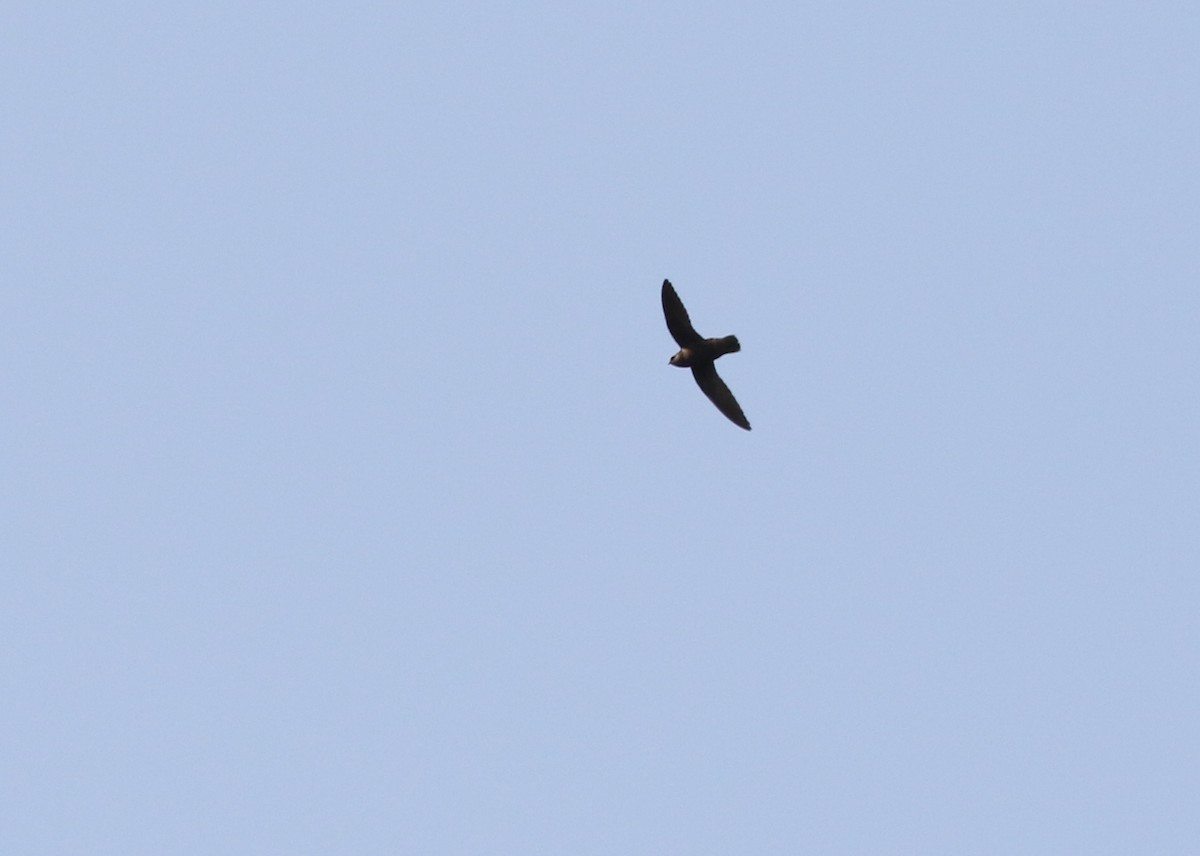 Great Dusky Swift - Richard Greenhalgh