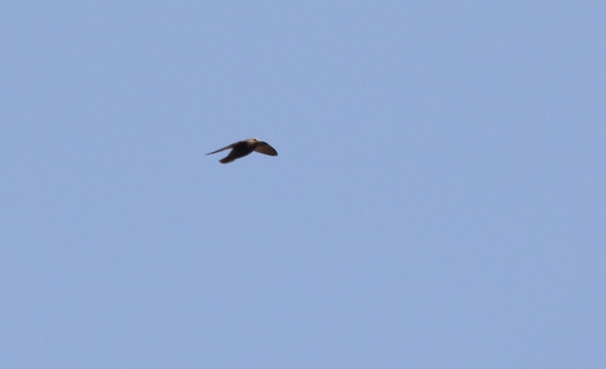 Great Dusky Swift - Richard Greenhalgh