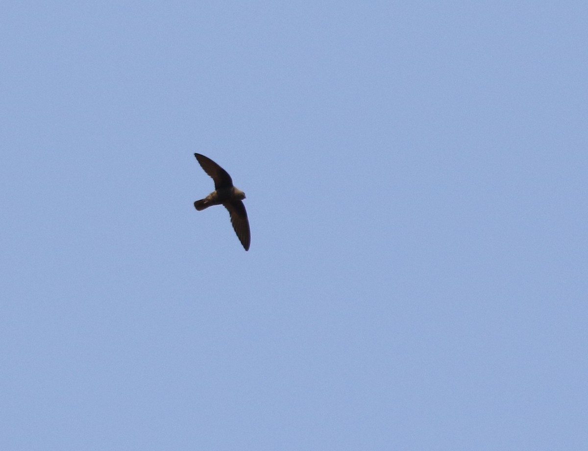 Great Dusky Swift - Richard Greenhalgh