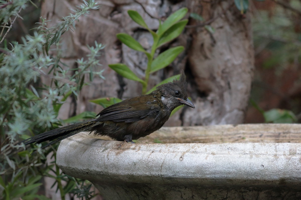 Eastern Whipbird - ML198841221