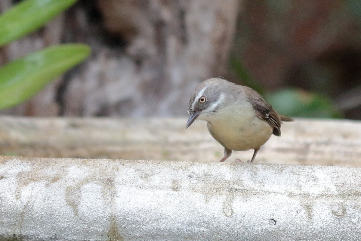 White-browed Scrubwren - ML198842221