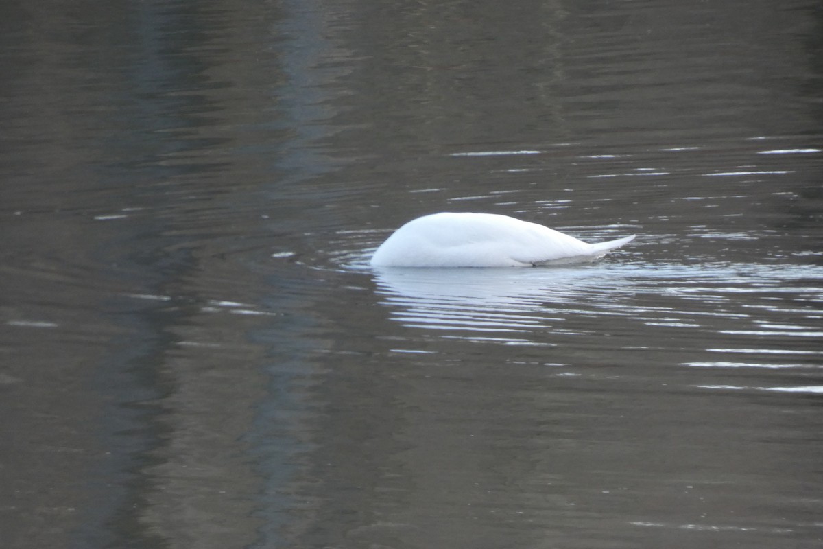 Mute Swan - ML198842641