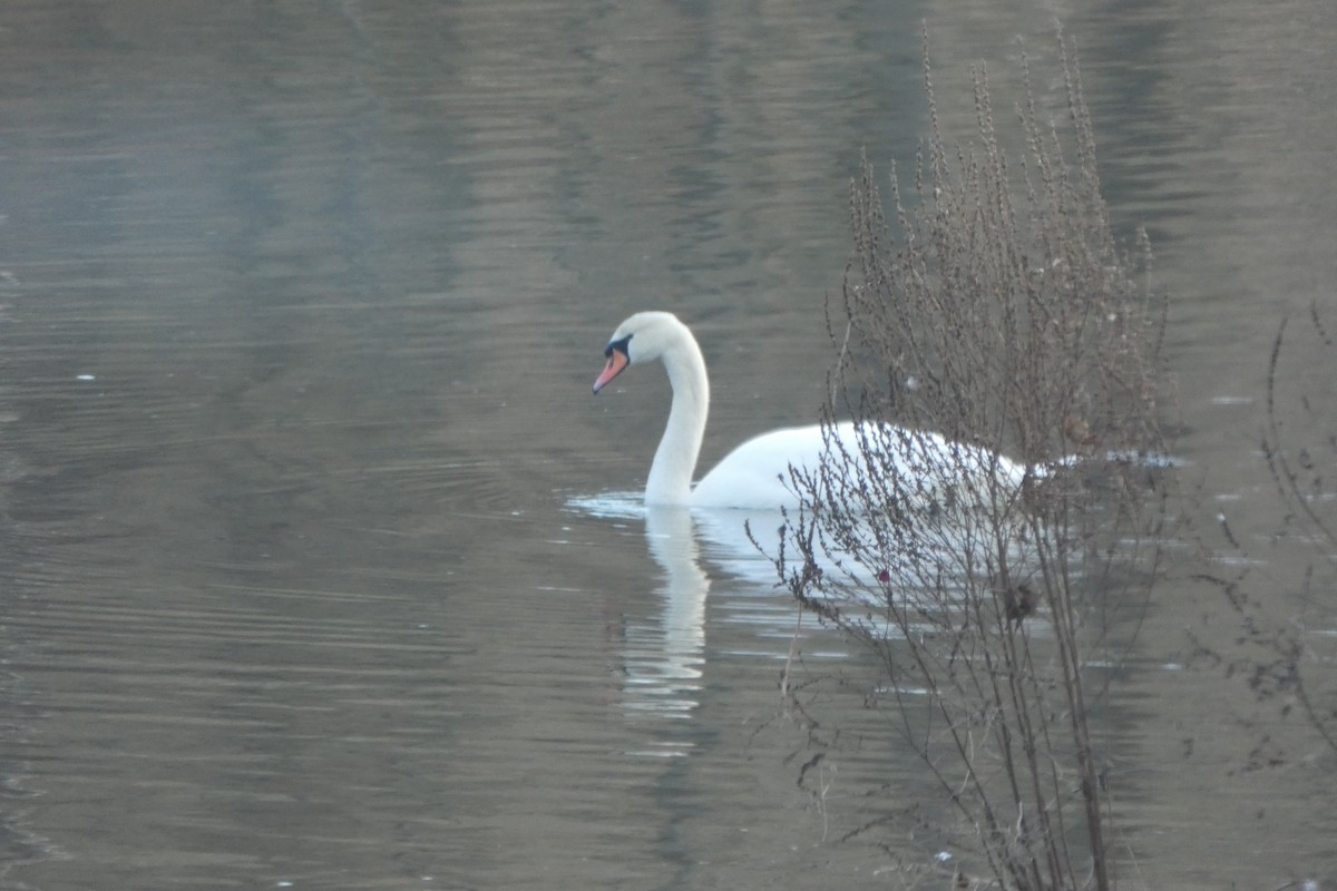 Mute Swan - ML198842651