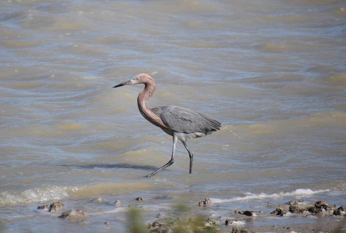 eBird Checklist 11 Jan 2020 Laguna Atascosa NWRBahia Grande Unit
