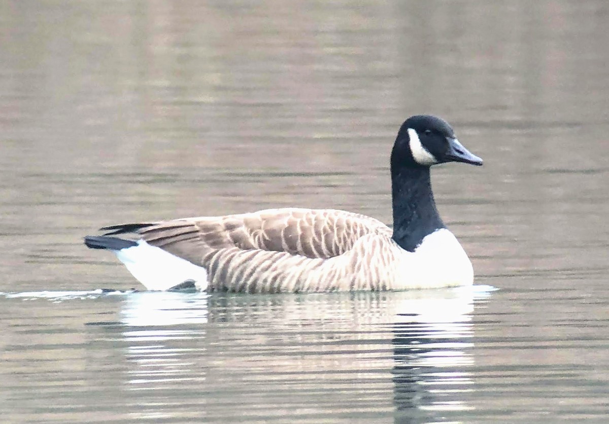 berneška velká - ML198843451