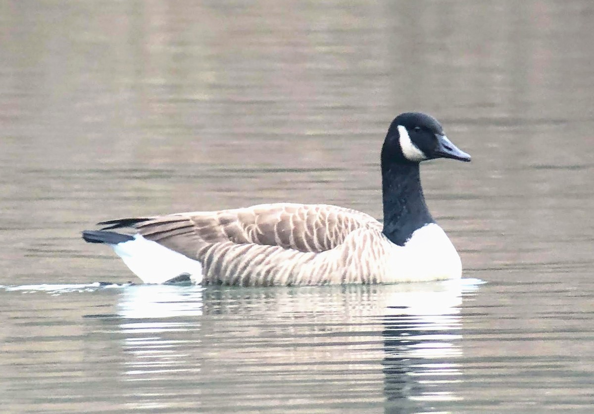 Canada Goose - ML198843451