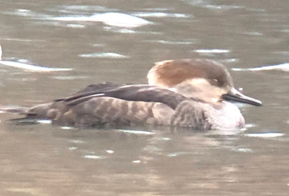 Hooded Merganser - ML198843501