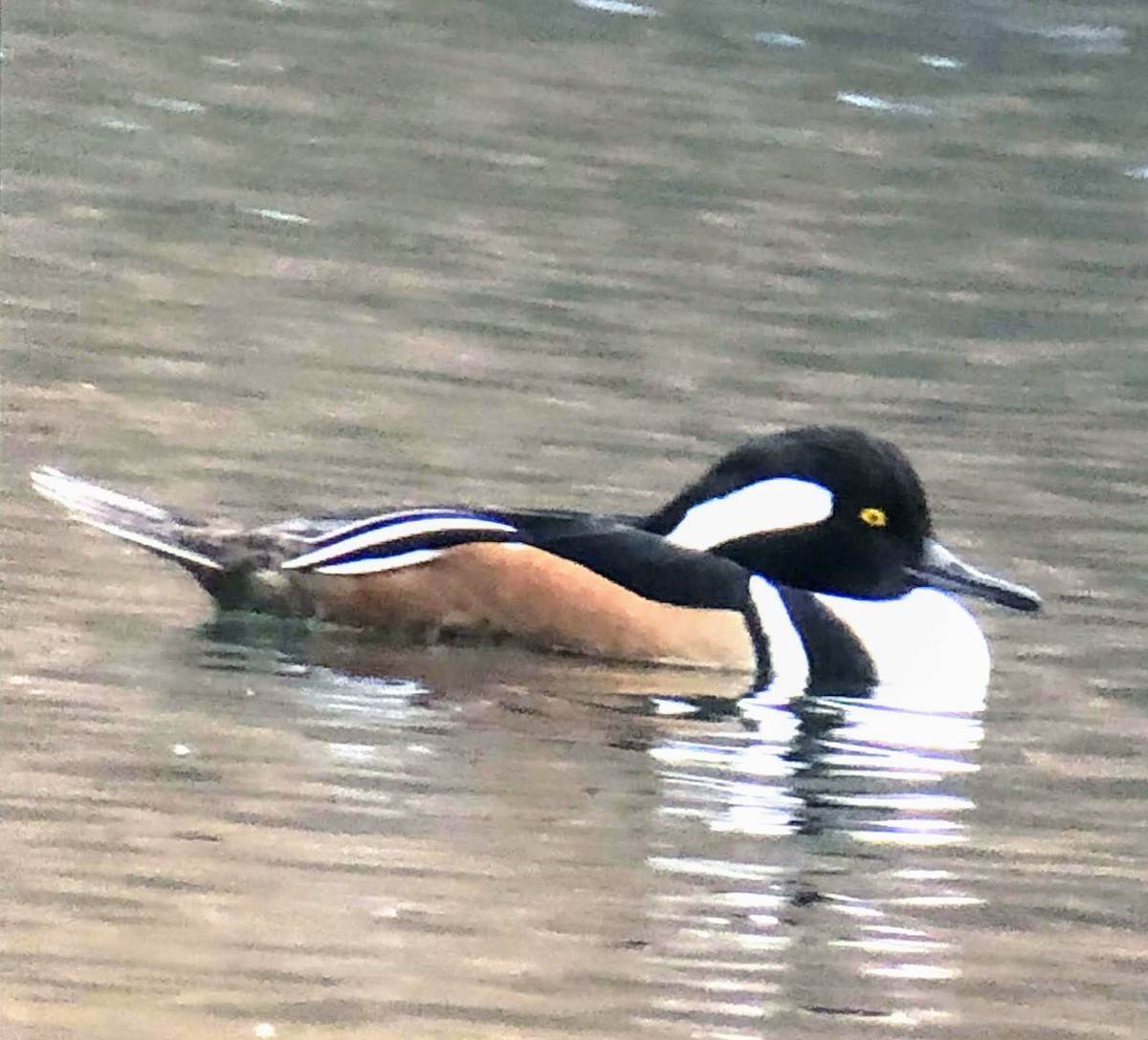 Hooded Merganser - Paul Clarke