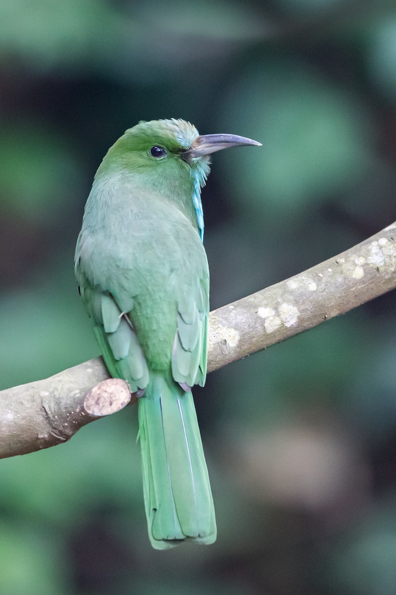 Blue-bearded Bee-eater - ML198844251