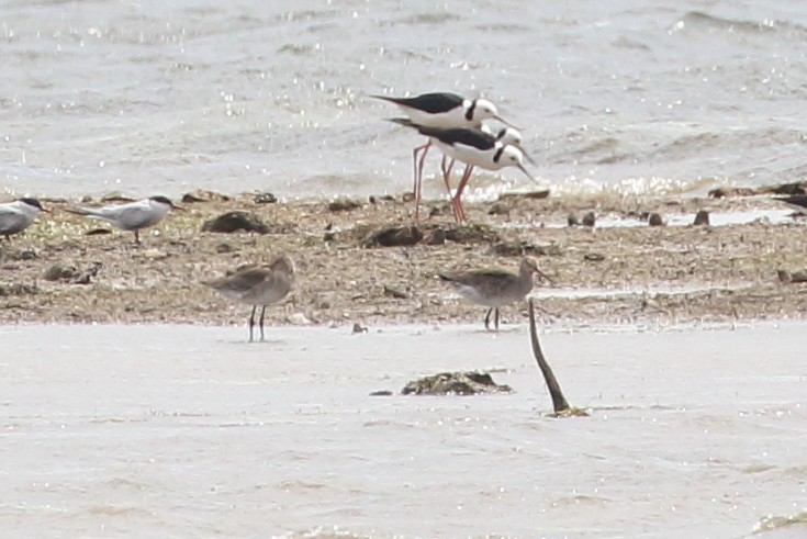 Black-tailed Godwit - ML198844681