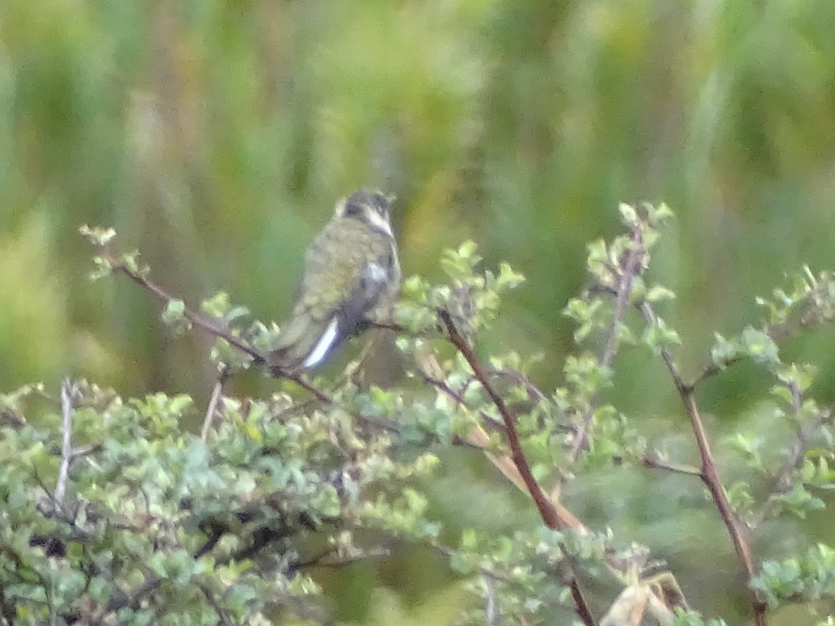 Green-bearded Helmetcrest - Victor Vanegas