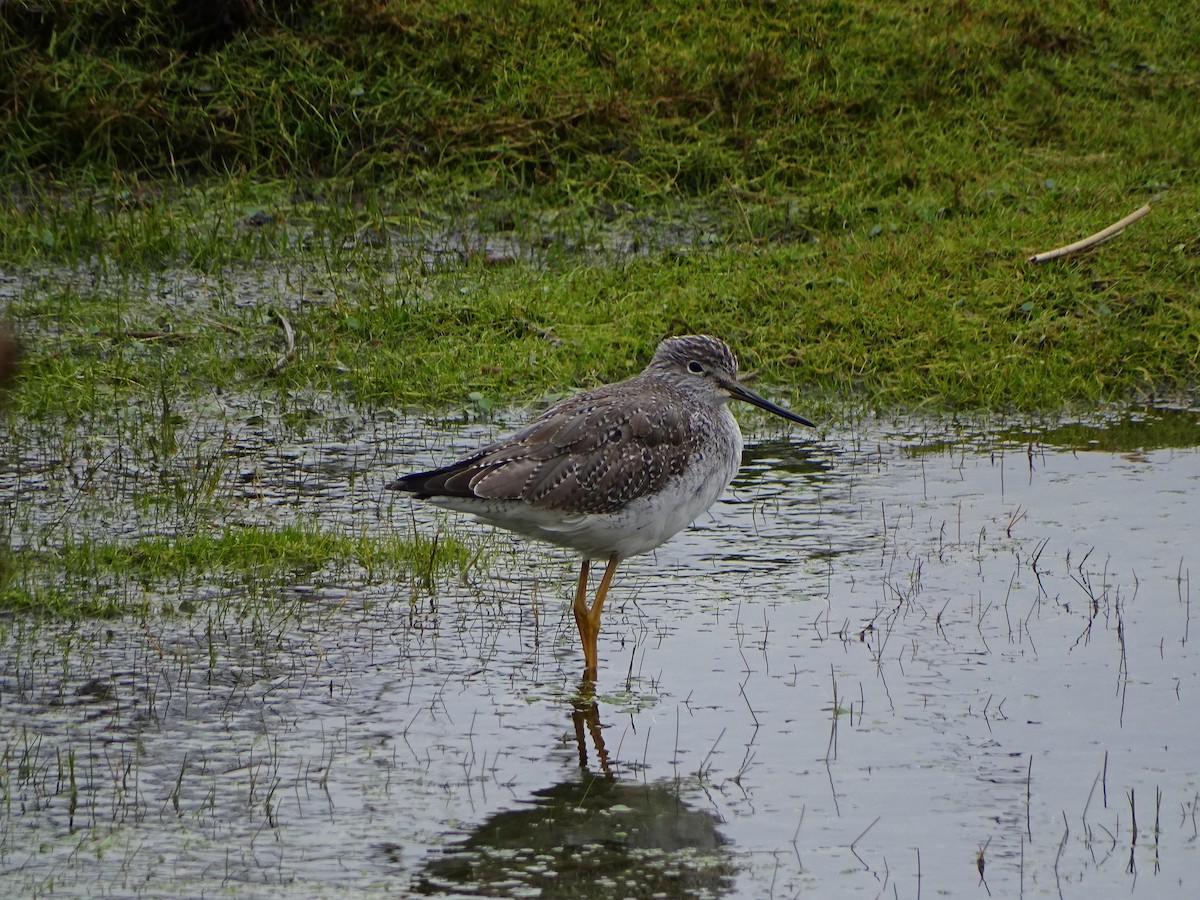 Greater Yellowlegs - ML198845201