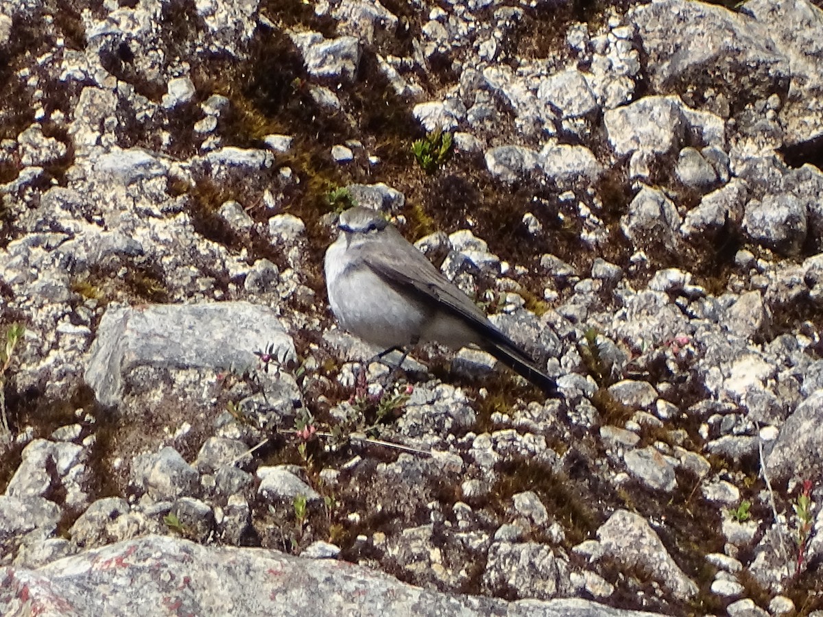 Plain-capped Ground-Tyrant - ML198845481