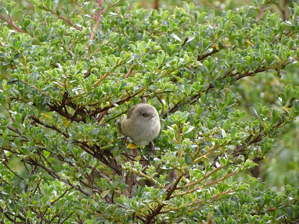 Apolinar's Wren - ML198845681