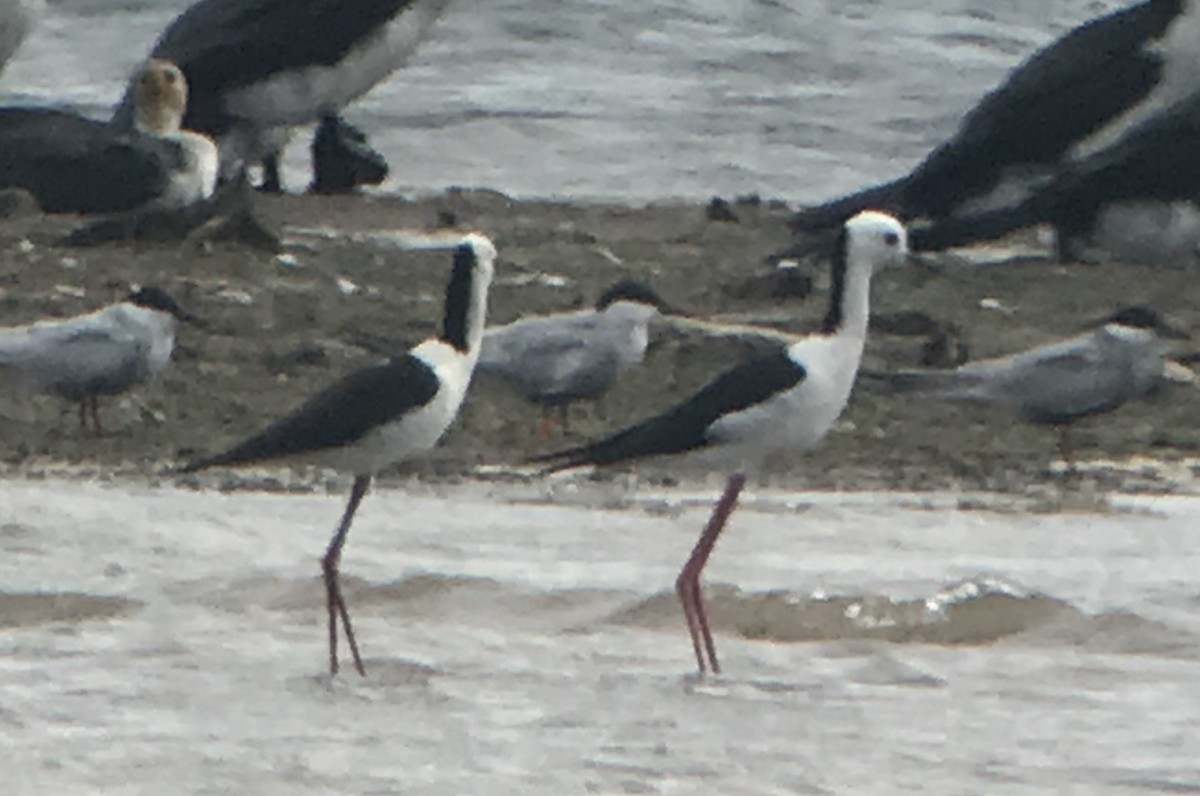 Whiskered Tern - ML198847021