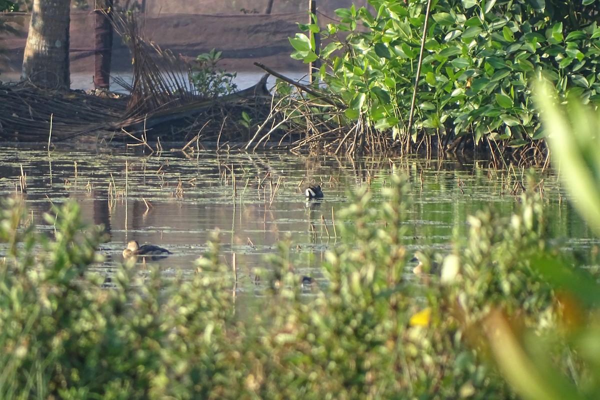 Gallinule poule-d'eau - ML198847041