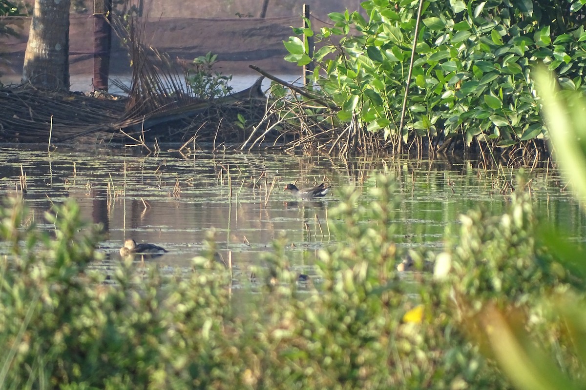 Eurasian Moorhen - ML198847051