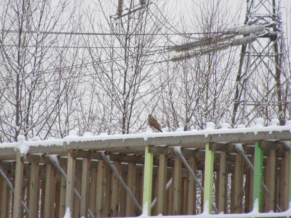 Eurasian Kestrel - ML198847341