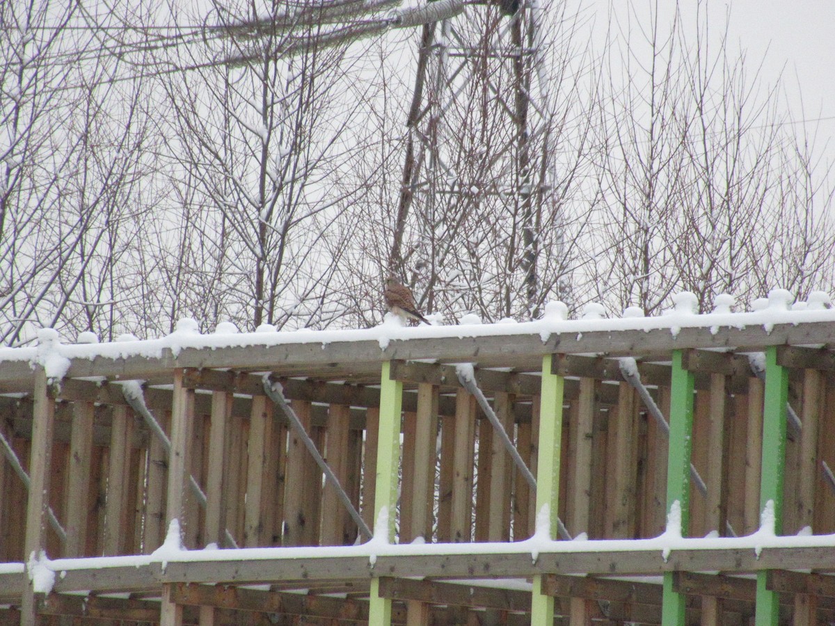 Eurasian Kestrel - ML198847351