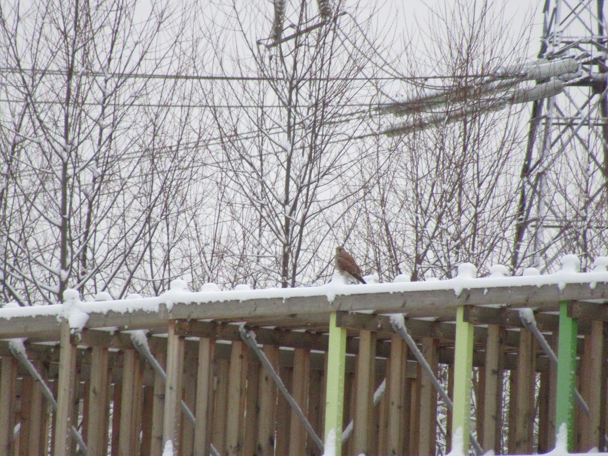 Eurasian Kestrel - ML198847361