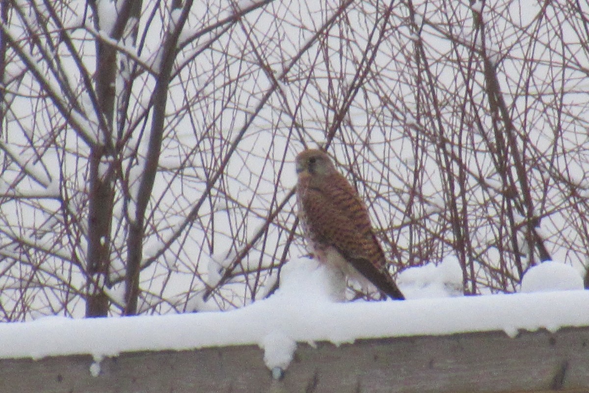 Eurasian Kestrel - ML198847371