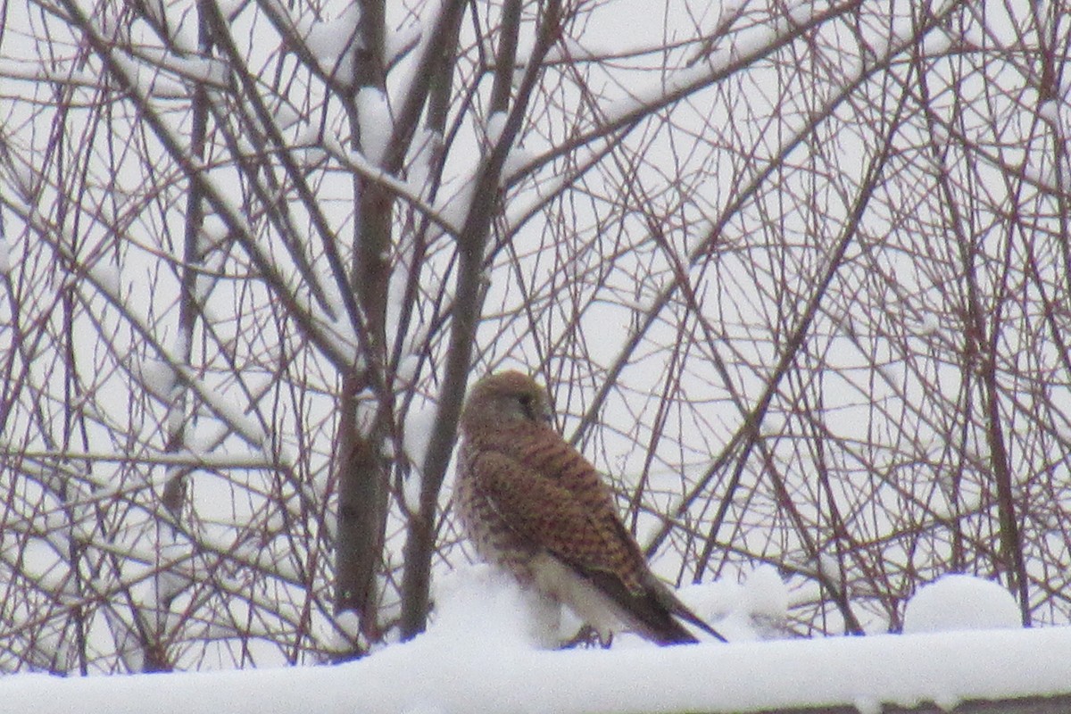 Eurasian Kestrel - ML198847381