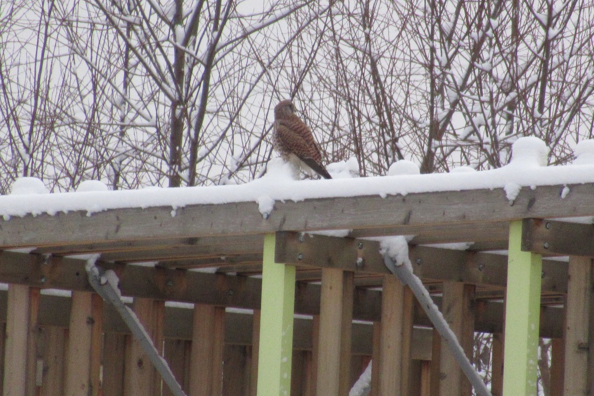 Eurasian Kestrel - ML198847391