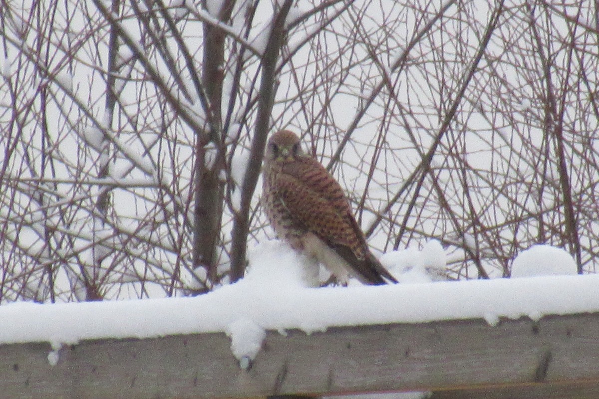 Eurasian Kestrel - ML198847431