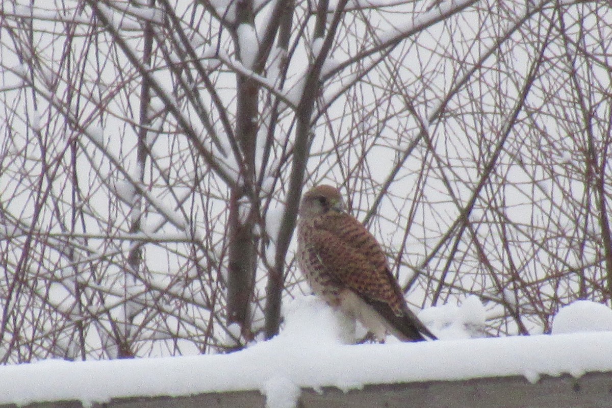 Eurasian Kestrel - ML198847441