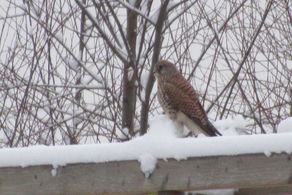 Eurasian Kestrel - ML198847451