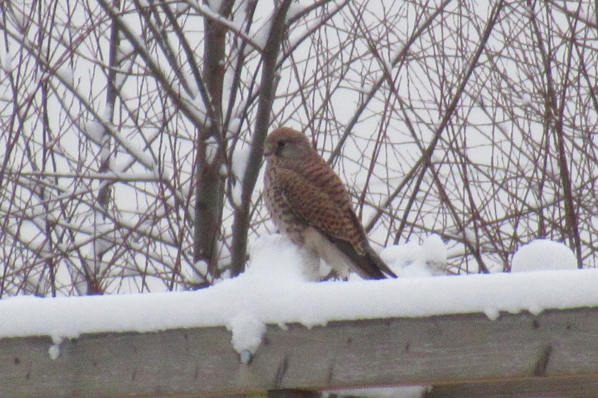 Eurasian Kestrel - ML198847461