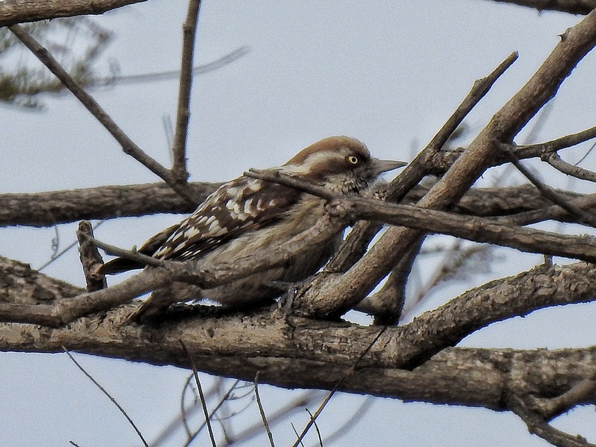Brown-capped Pygmy Woodpecker - ML198847811