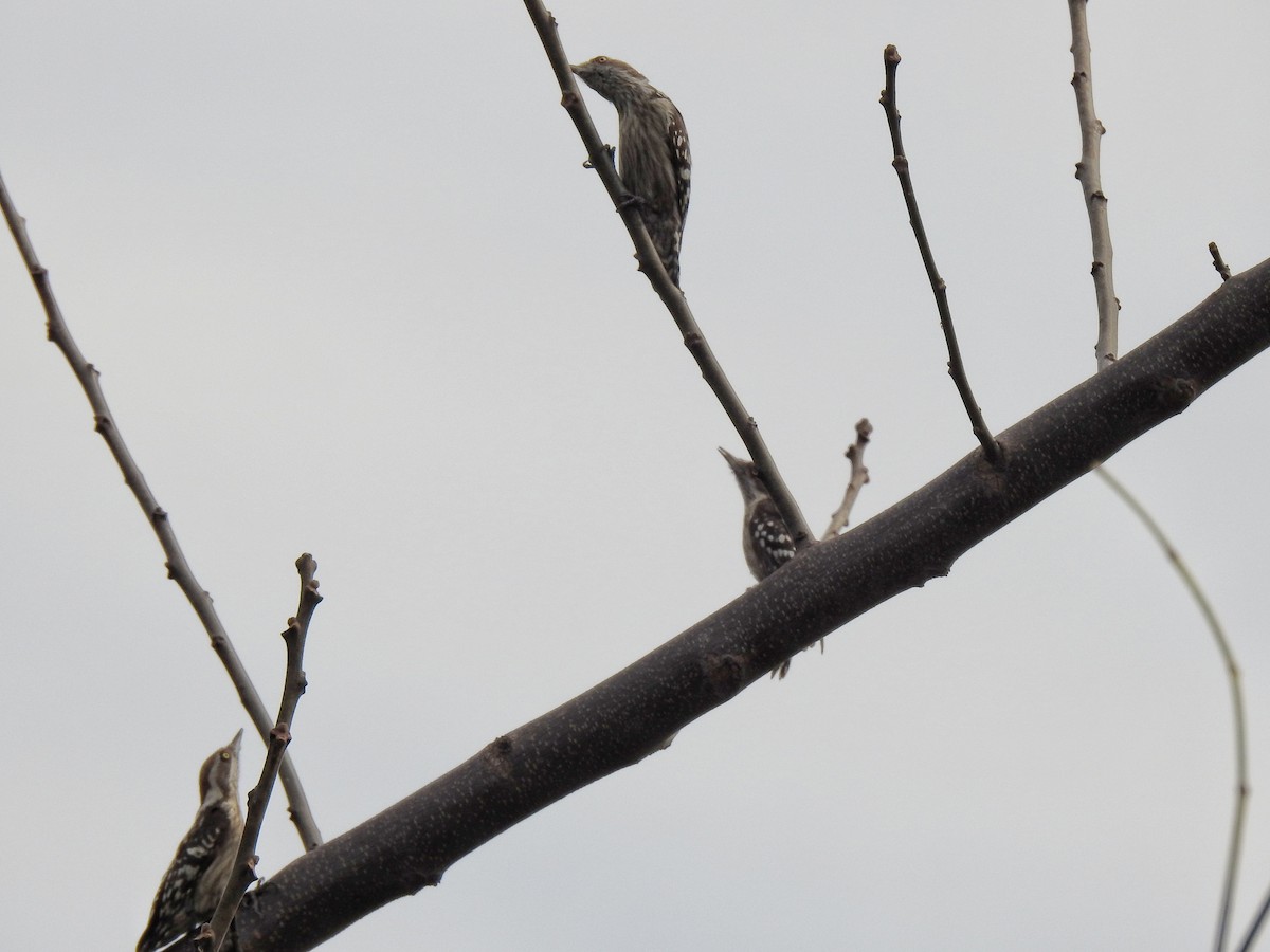 Brown-capped Pygmy Woodpecker - ML198847821