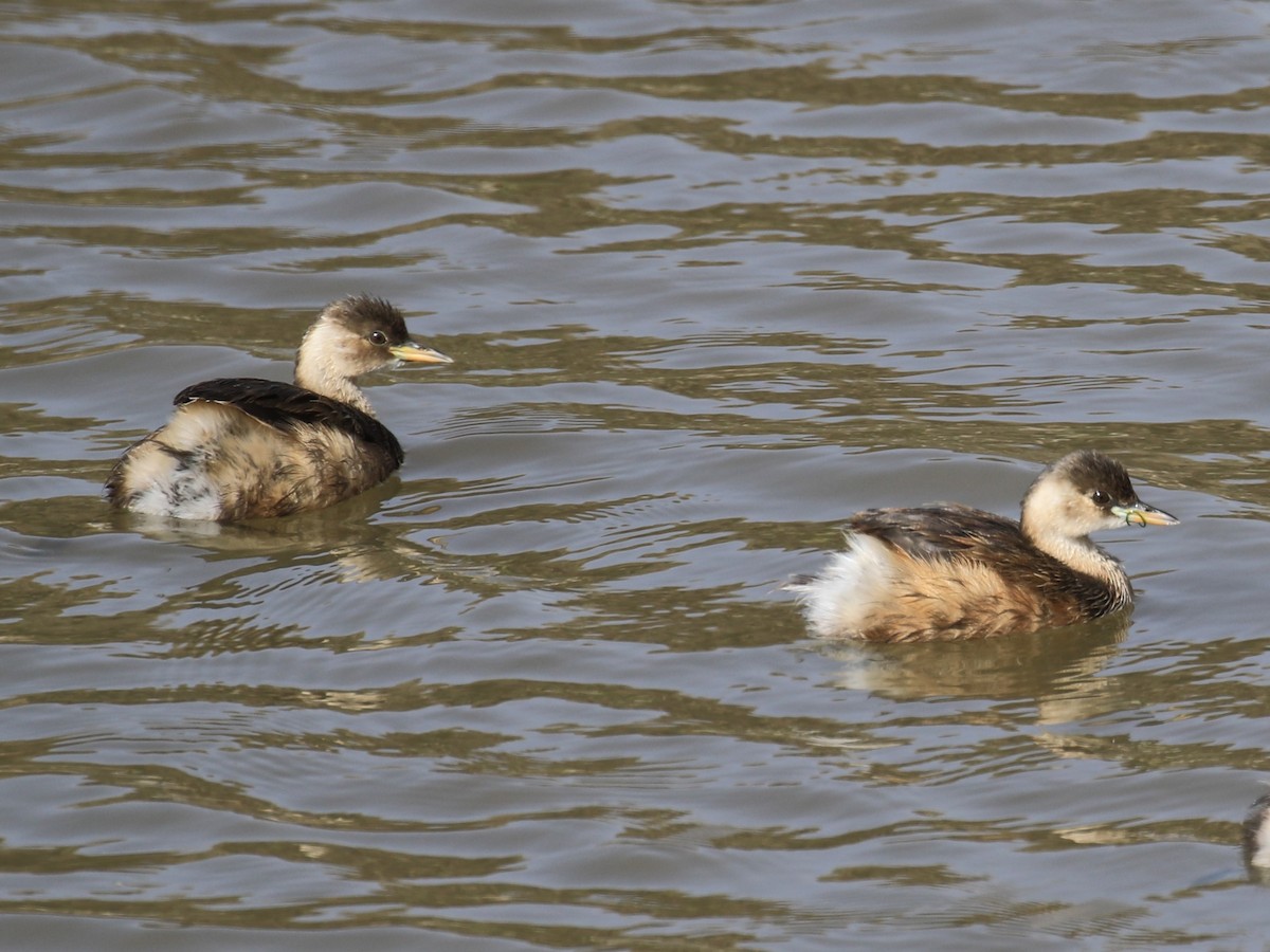 Little Grebe - ML198848011