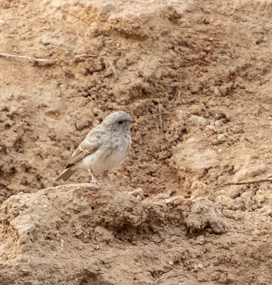 White-rumped Seedeater - ML198849481