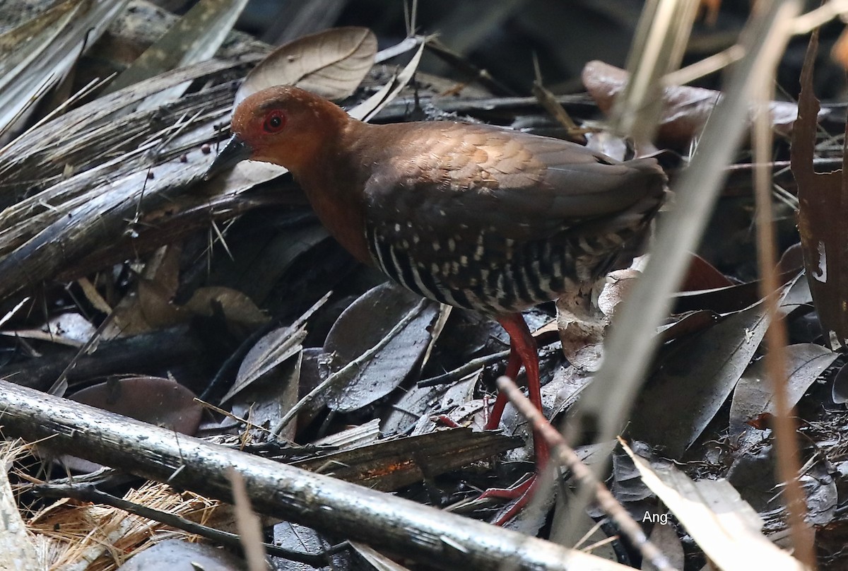 Red-legged Crake - ML198850161