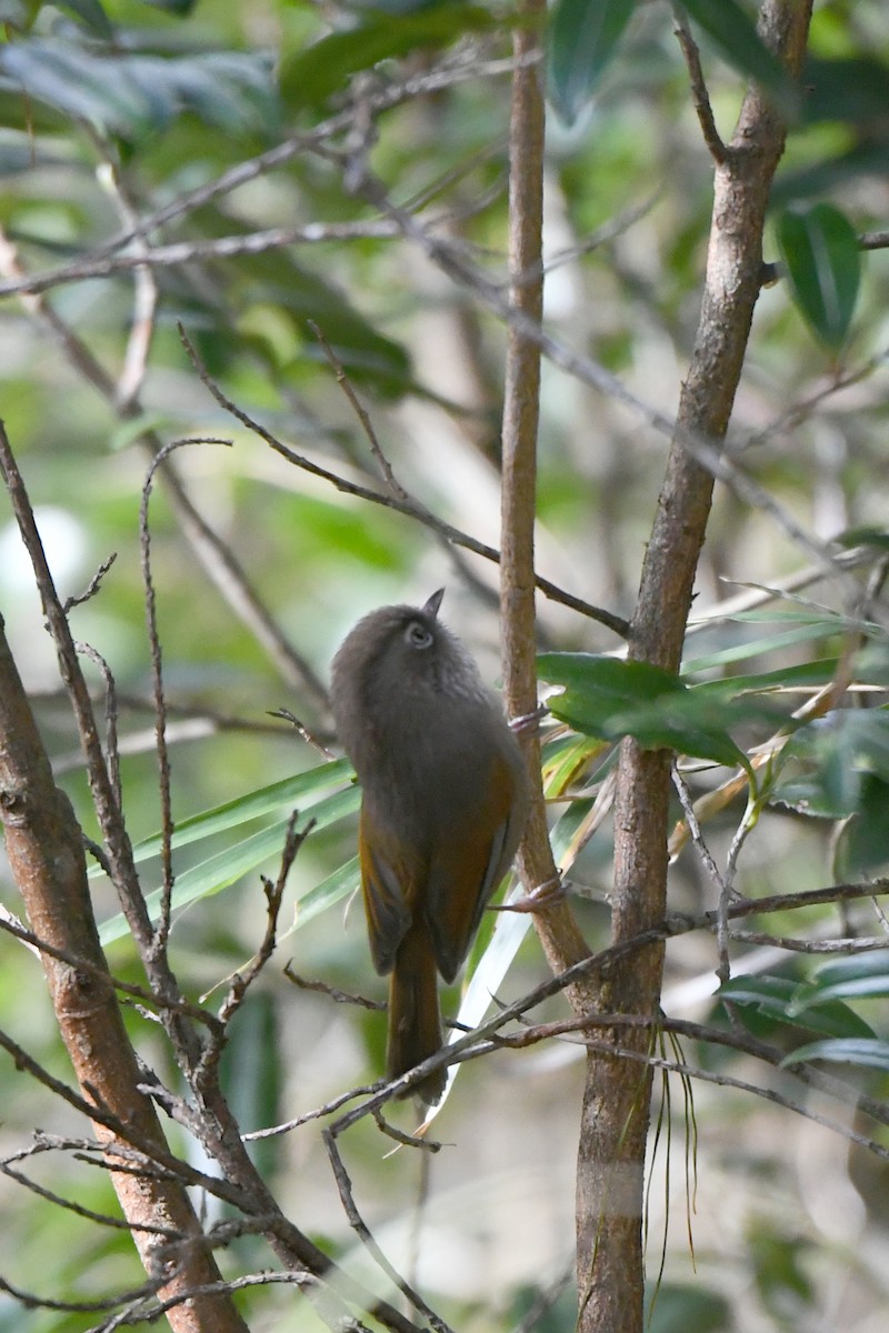 Taiwan Fulvetta - Paul Shaffner