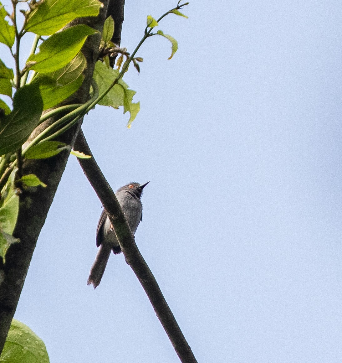 Sharpe's Apalis - Per Smith