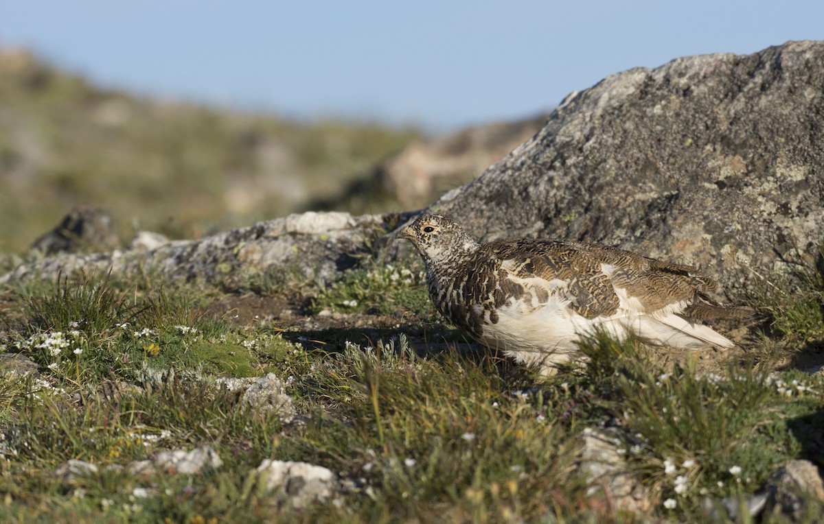 White-tailed Ptarmigan - ML198856401