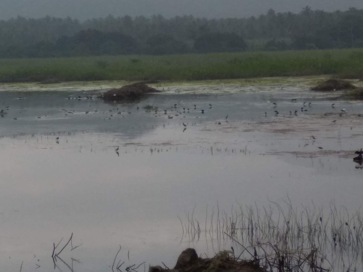 Black-headed Ibis - ML198857121