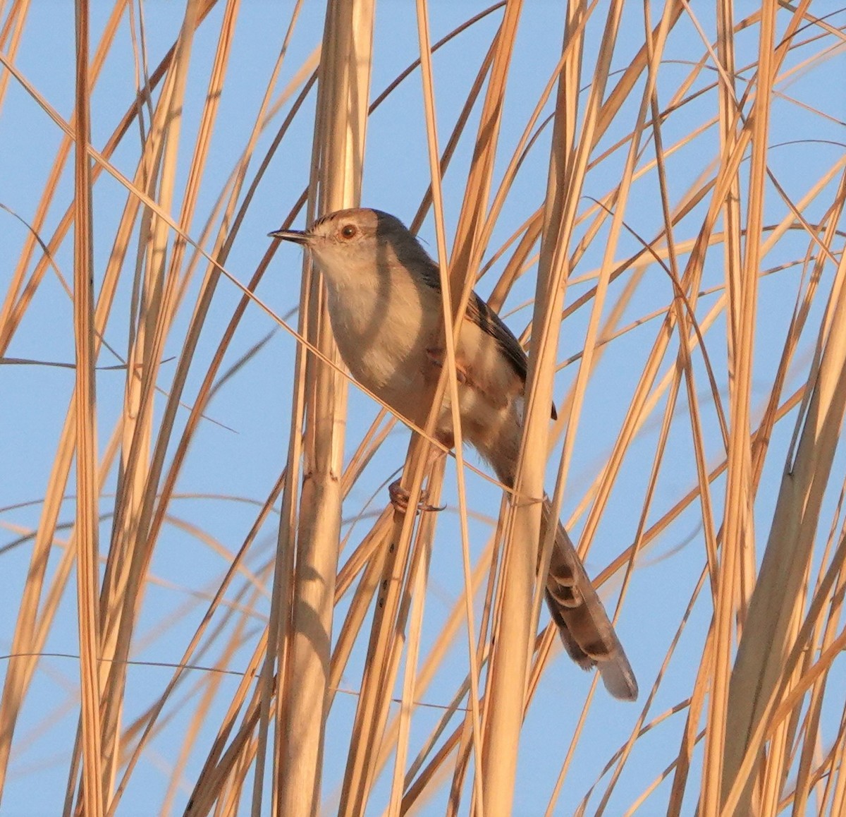 Burmese Prinia - ML198857461