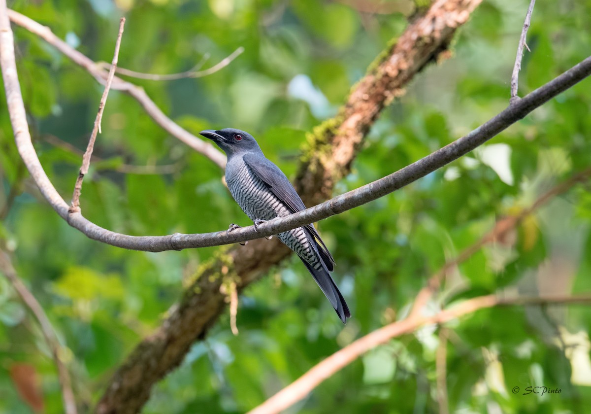 Andaman Cuckooshrike - ML198857531